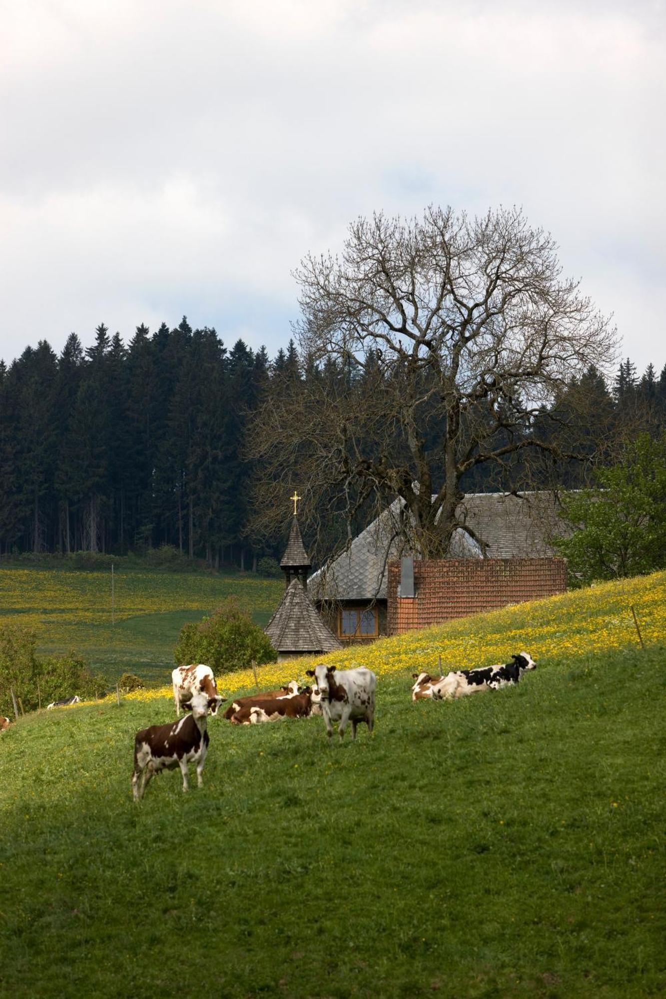 Drei Tannen - Wohnung 11 - Apartmenthaus, Titisee, Feldberg Buitenkant foto